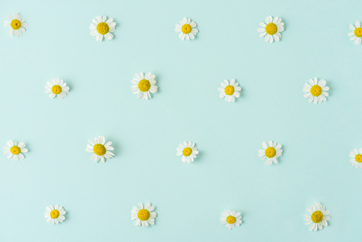 Flower composition. White chamomile or daisy flowers on pastel blue background. Floral pattern. Flat lay. Top view