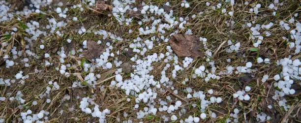 Photo of Hail on the grass after a catastrophic hailstorm
