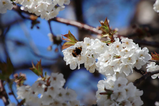 istock Bumble bee sitting on white cherry blossom flowers 1390718872