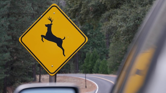 Deer crossing warning yellow sign, California USA. Wild animals xing traffic signage for safety driving on road. Wildlife fauna protection from cars in Yosemite national park forest. Road trip concept