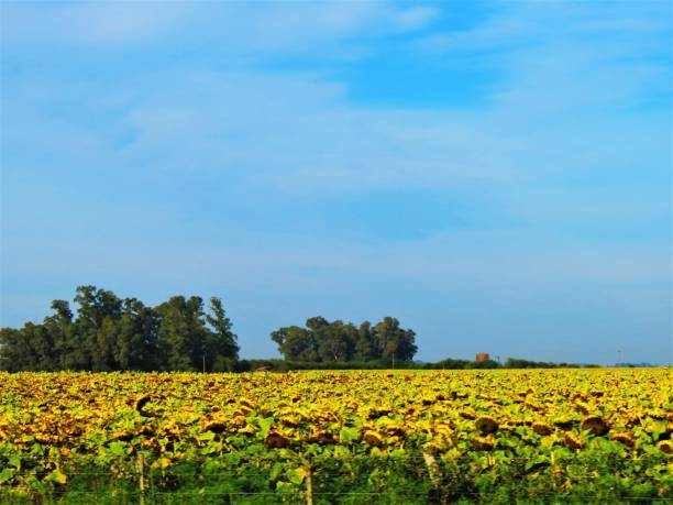 istock Yellow sunflowers and blue sky . 1390719905