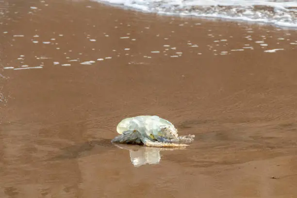 Photo of Jellyfish flushed j with strong waves on the sandy beach, dead sea jelly in medusa-phase of certain gelatinous member of subphylum Medusozoa