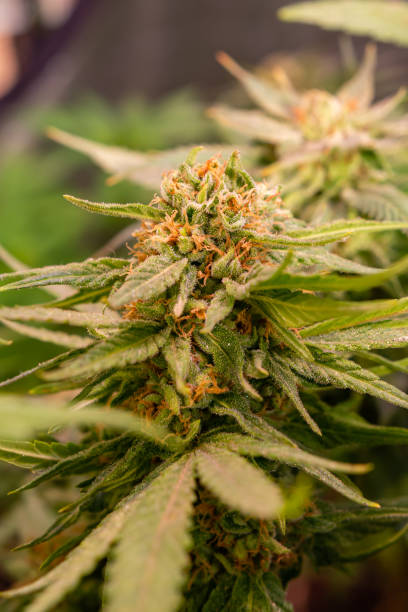 istock Cannabis sativa L 1390722587