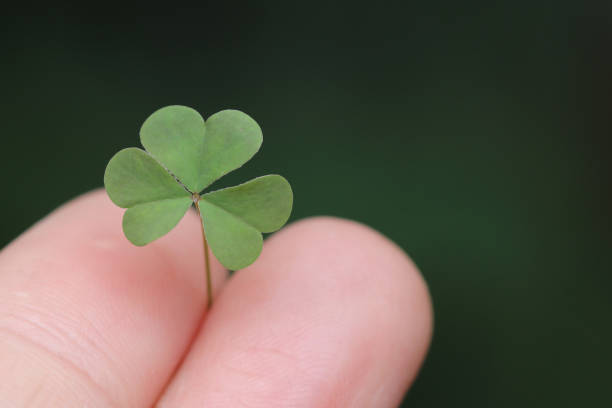 istock small plant clover in hand close up with green background 1390722793