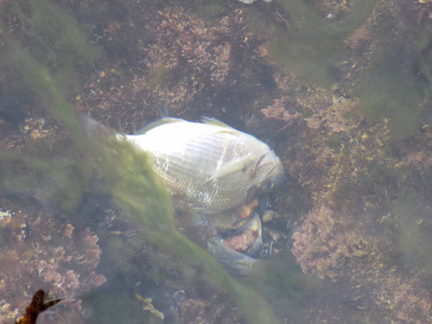 istock Dead fish in algae in the shallows by the beach 1390723461