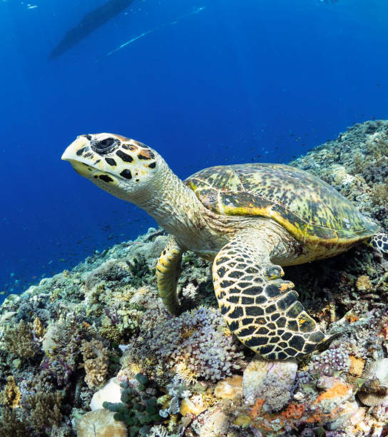 istock Gili Trawangan underwater charm 1390724686