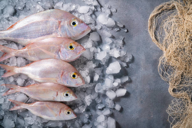 Common Pandora Snapper fish sparidae group in a row on ice cubes on gray background leaving a copy space with fishing net