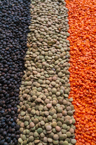 Brown lentils, Red lentils and green lentils dupuy dried legumes in a row lines full frame