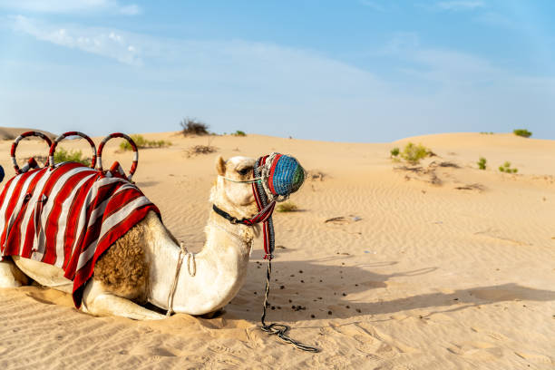 istock Sitting dromedary in the desert 1390725922