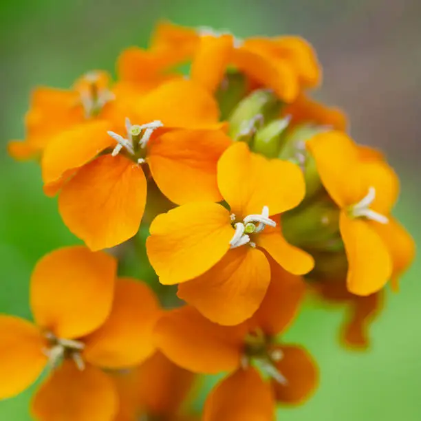 Close up of orange flowers of western wallflower, Erysimum capitatum. Yosemite National Park, California, USA.