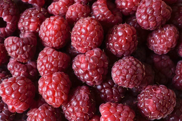 Background of red raspberries stock photo
