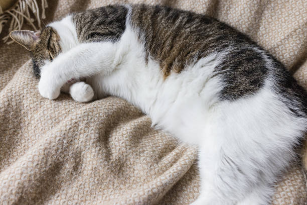 istock Cute domestic young cat sleeping in cozy bed 1390728233