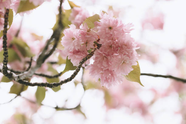 istock Blooming cherry blossom sakura tree branch, early spring concept 1390728253
