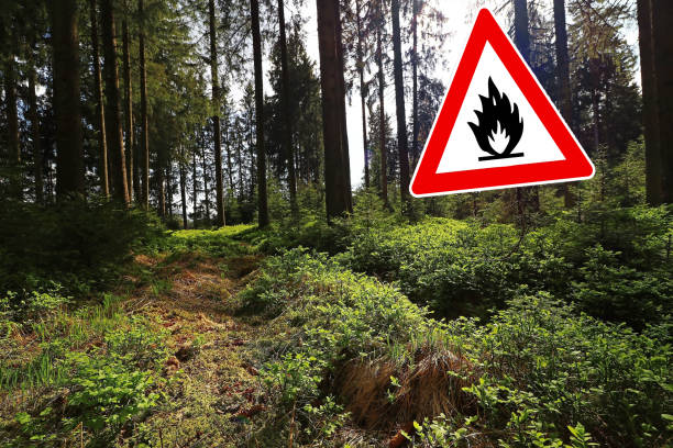 istock Beware of forest fires in dry weather 1390728959