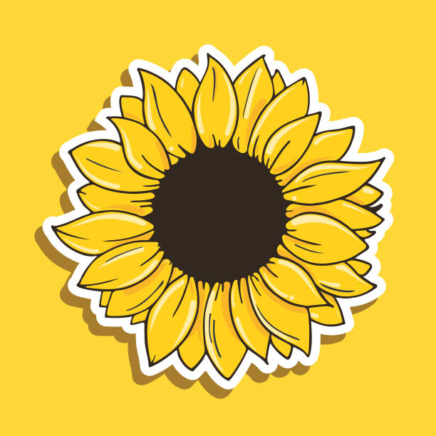 Sunflower on Yellow background Vector sunflower with white border on a yellow background sunflower stock illustrations