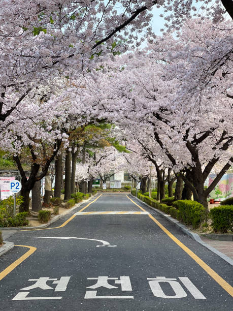 Cherry Blossoms in Seoul stock photo