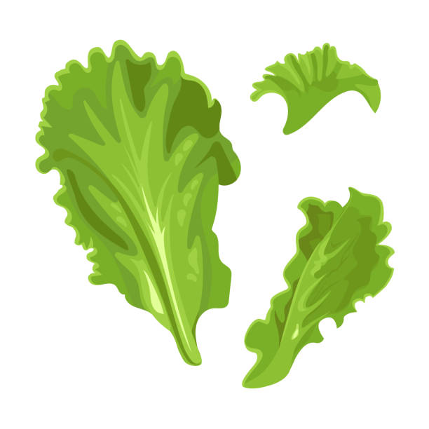 Lettuce leaves vector art illustration