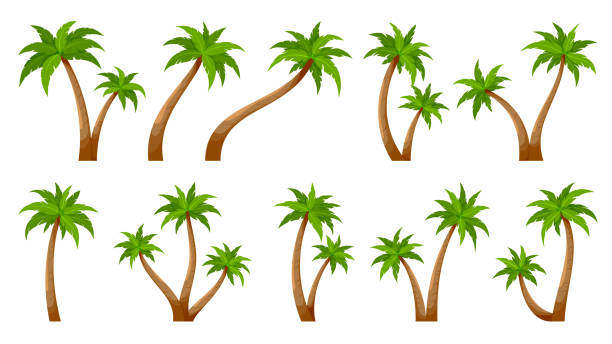 illustrations, cliparts, dessins animés et icônes de palmier tropique tronc de plante été vert plat set - hawaii islands beach island palm tree