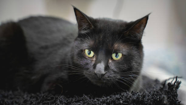 istock black cat on a black rug 1390738651