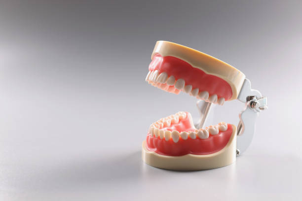 istock Miniature human tooth model, teeth orthodontic model or human jaw 1390738798
