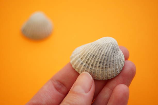 istock Grey seashell in human fingers on an orange background 1390739596