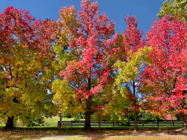 istock New England Maple Trees in Autumn 1390744536
