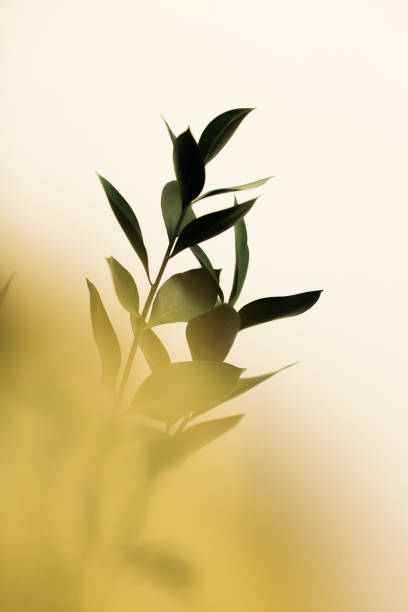 istock Spring abstract floral background, branches of a green ruscus plant close-up with blurring, strong soft focus background 1390748557
