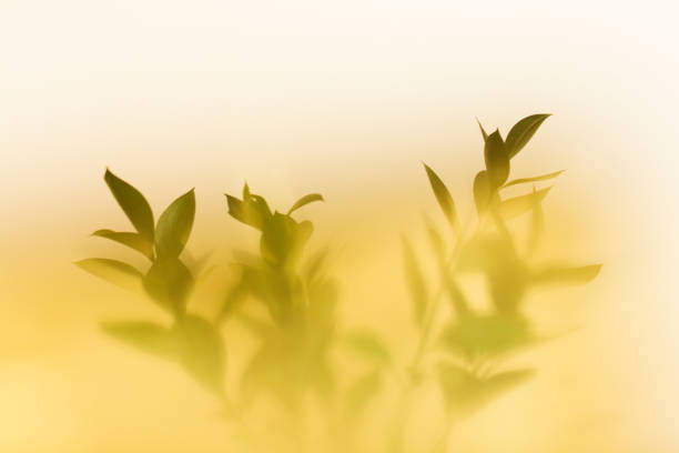 istock Spring abstract floral background, branches of a green ruscus plant close-up with blurring, strong soft focus background 1390748559
