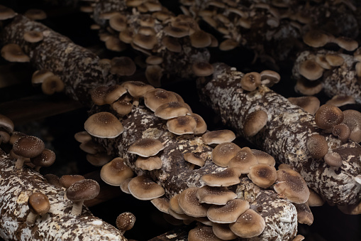 Shiitake mushrooms growing on the logs