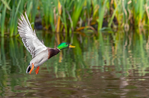 A male mallard duck comes in for a landing on a small pond in Oregon.
