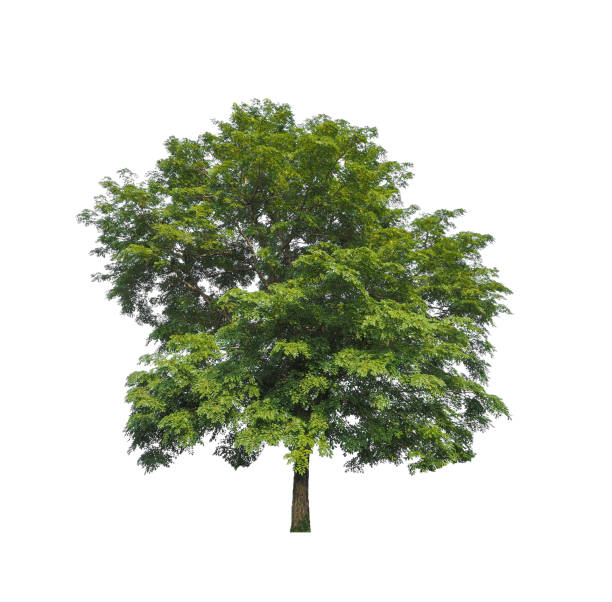 istock Trees that are isolated on a white background are suitable for both printing and web pages 1390757583