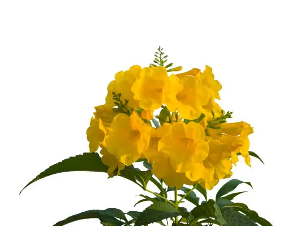 Yellow elder, Trumpetbush, Trumpetflower bloom isolated on white background with clipping path.