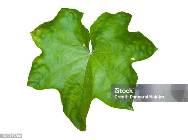 Angled Loofah Leaf Isolated On White Background Included Clipping Path Stock Photo - Download Image Now