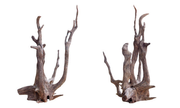 istock Dead driftwood tree stump from different perspectives isolated on white background  included clipping path. 1390759292