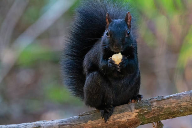 istock black squirrel staning on a tree branch eating 1390759409