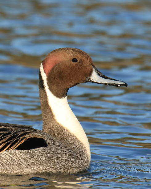 istock Male Northern Pintail head close up 1390759930