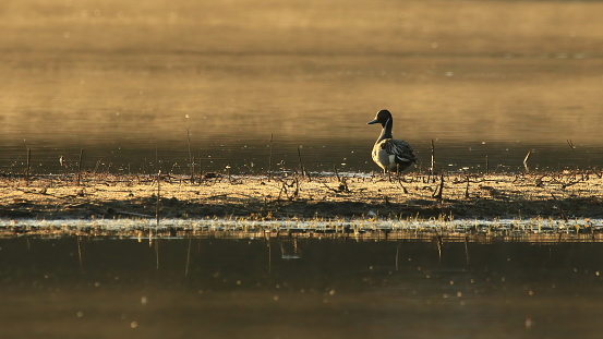 A single male Northern Pintail duck (anas acuta) from behind at dawn on a slightly foggy golden morning in a flooded field. Taken in Victoria, British Columbia, Canada.