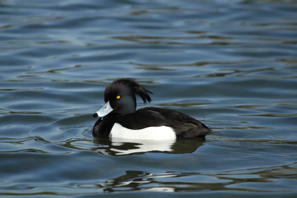 istock Male Tufted Duck side view swimming in water 1390759962