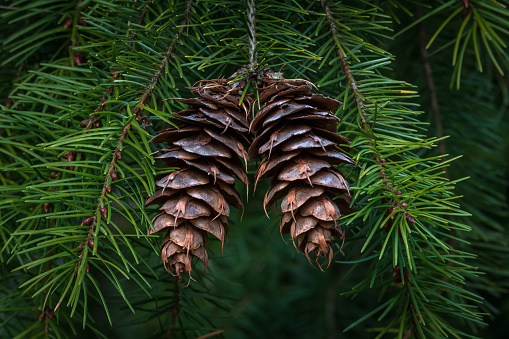 Close-up of two pine cones on a evergreen green in the forest.