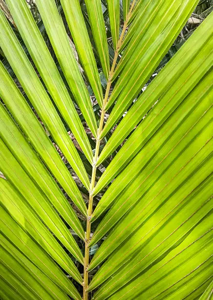 Nikau palm frond - New Zealand native tree. Showing symmetry.