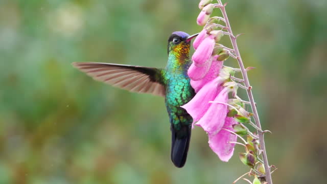 slow motion clip of a fiery-throated hummingbird hanging onto a foxglove