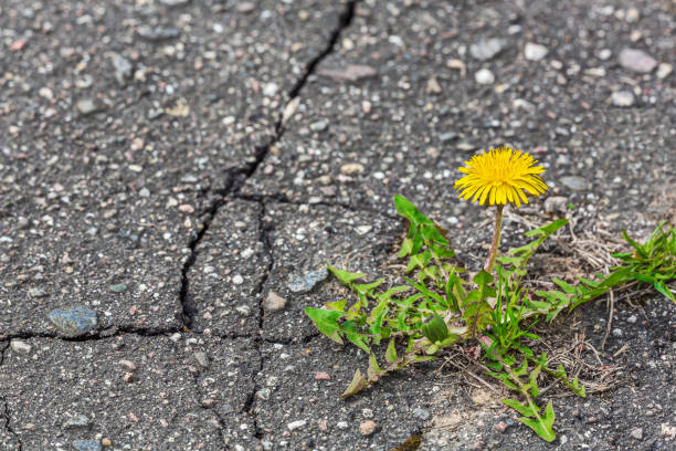 istock small yellow dandelion grows and blossoms on the gray sidewalk with cracks 1390768887
