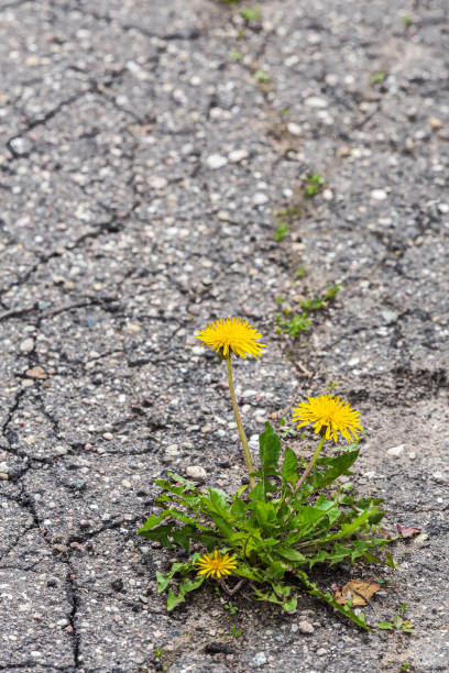 istock yellow dandelion plant grows through a cracks in asphalt road 1390768895