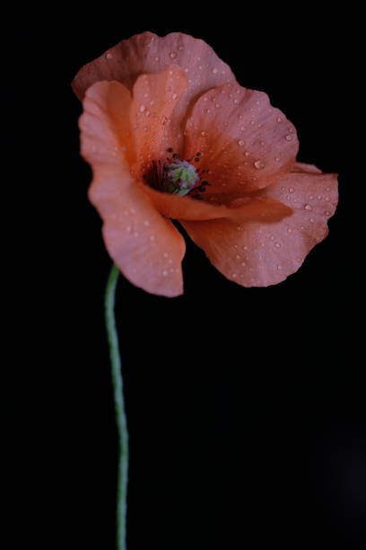 One red poppy on a black background stock photo