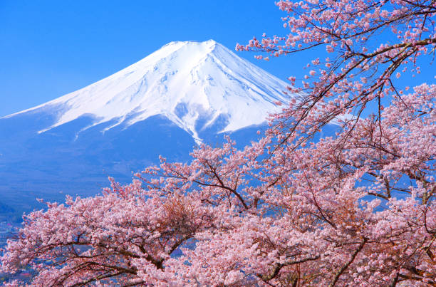 후지요시다시의 후지미 고토쿠 공원에서 벚꽃과 후지산 - tree spring blossom mountain 뉴스 사진 이미지