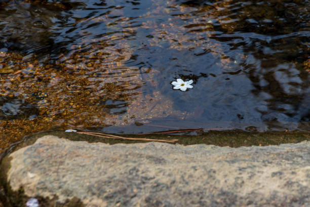 Small white petals flowing on the surface of the river
