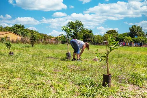 A woman plants a mango tree, a lemon tree and a ficus in her garden in Paraguay.