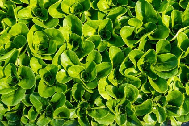 Red and green lettuce in flats in a greenhouse ready for planting in the outdoors.