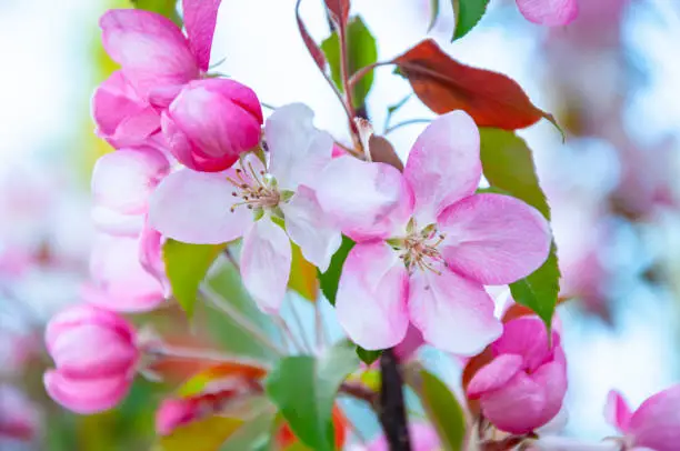 branch of a decorative apple tree blooming with pink flowers in close-up. A variety of Sakura or Nedzvetsky or Ola or Rudolf.