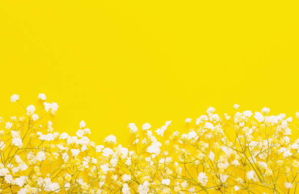 istock white gypsophila flowers on yellow  background 1390776328